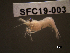  ( - SFC19-003)  @11 [ ] Unspecified (default): All Rights Reserved  Unspecified Unspecified