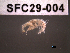  ( - SFC29-004)  @11 [ ] Unspecified (default): All Rights Reserved  Unspecified Unspecified