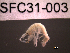  ( - SFC31-003)  @11 [ ] Unspecified (default): All Rights Reserved  Unspecified Unspecified
