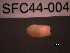  (Dynamene magnitorata - SFC44-004)  @13 [ ] Unspecified (default): All Rights Reserved  Unspecified Unspecified