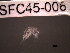  ( - SFC45-006)  @11 [ ] Unspecified (default): All Rights Reserved  Unspecified Unspecified