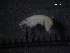  (Iphimedia minuta - SFCM21-001)  @11 [ ] Unspecified (default): All Rights Reserved  Unspecified Unspecified