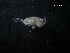 (Microdeutopus chelifer - SFCM26-001)  @11 [ ] Unspecified (default): All Rights Reserved  Unspecified Unspecified