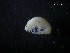  (Parapleustes bicuspis - SFCM28-001)  @11 [ ] Unspecified (default): All Rights Reserved  Unspecified Unspecified
