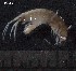  (Ampithoe gammaroides - SFCM4-001)  @11 [ ] Unspecified (default): All Rights Reserved  Unspecified Unspecified