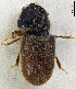  (Trypophloeus grandis - GAC.33850)  @11 [ ] Creative Commons Attribution Share-Alike 4.0 (2022) Pekka Malinen Luomus