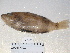  (Serranus hepatus - FCFOP72-04)  @13 [ ] Unspecified (default): All Rights Reserved  Unspecified Unspecified