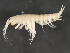  (Echinogammarus - FC-GIC-S3)  @14 [ ] CreativeCommons - Attribution (2012) CBG Photography Group Centre for Biodiversity Genomics