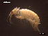  ( - SFGMMS1-01)  @11 [ ] CreativeCommons - Attribution Share-Alike (2017) Unspecified University of Minho, Centre of Molecular and Environmental Biology