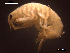  ( - SFGMMS1-02)  @11 [ ] CreativeCommons - Attribution Non-Commercial (2017) Unspecified University of Minho, Centre of Molecular and Environmental Biology