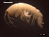  ( - SFGMMS1-03)  @11 [ ] CreativeCommons - Attribution Non-Commercial (2017) Unspecified University of Minho, Centre of Molecular and Environmental Biology