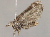  ( - CHARS00316-E06)  @11 [ ] CreativeCommons - Attribution (2020) CBG Photography Group Centre for Biodiversity Genomics