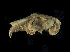  (Lepus insularis - IBUNAM_CNMA_36768)  @13 [ ] Unspecified (default): All Rights Reserved  Unspecified Unspecified