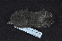  (Romerolagus - IBUNAM CNMA 44534)  @12 [ ] CreativeCommons - Attribution Non-Commercial Share-Alike (2011) Fernando A. Cervantes Instituto de Biologia, Universidad Nacional Autonoma de Mexico