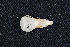  ( - IBUNAM CNMA FAC3383)  @12 [ ] CreativeCommons - Attribution Non-Commercial Share-Alike (2011) Fernando A. Cervantes Instituto de Biologia, Universidad Nacional Autonoma de Mexico