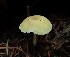  (Chrysomphalina grossula - iNat100045557)  @11 [ ] some rights reserved (CC BY) (2021) Kathleen Dobson Unspecified