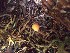  (Atheniella aurantiidisca - iNat48612791)  @11 [ ] some rights reserved (CC BY-NC) (2020) Kitty Lundeen-Ness Unspecified