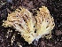  (Ramaria gelatiniaurantia var. violeitingens - iNat63137869)  @11 [ ] all rights reserved (2020) Mary McCallum Unspecified