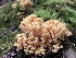  (Ramaria formosa - iNat63247559)  @11 [ ] all rights reserved (2020) Mary McCallum Unspecified