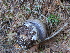  (Cortinarius subolivascens - iNat84025201)  @11 [ ] some rights reserved (CC BY) (2021) Kathleen Dobson Unspecified