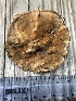  (Onnia tomentosa - iNat89599004)  @11 [ ] all rights reserved (2021) Mary McCallum Unspecified