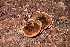  (Onnia cf. tomentosa - iNat94879455)  @11 [ ] some rights reserved (CC BY-NC) (2021) natvik Unspecified