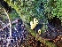  (Ramaria cystidiophora - iNat96372471)  @11 [ ] some rights reserved (CC BY-NC) (2021) Kitty Lundeen-Ness Unspecified