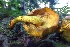  (Pholiota flammans - iNat96636025)  @11 [ ] some rights reserved (CC BY-NC) (2021) natvik Unspecified