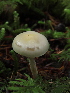  (Hygrophorus odoratus - iNat99272403)  @11 [ ] some rights reserved (CC BY) (2021) Kathleen Dobson Unspecified