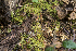  ( - iNat32112339)  @11 [ ] some rights reserved (CC BY-NC-ND) (2015) Fred M. Rhoades Unspecified