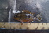  (Thorichthys callolepis - CH711-FSCH642)  @11 [ ] CreativeCommons - Attribution (2017) Alfonso Ángel González Díaz ECOSUR