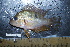 (Thorichthys maculipinnis - CH711-FSCH648)  @11 [ ] CreativeCommons - Attribution (2017) Alfonso Ángel González Díaz ECOSUR