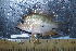  ( - CH711-FSCH649)  @11 [ ] CreativeCommons - Attribution (2017) Alfonso Ángel González Díaz ECOSUR