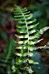  (Blechnum appendiculatum - AVM127)  @11 [ ] CreativeCommons-Atribution Non-commercial Share -Alike (2019) Rafael F. del Castillo Instituto Politécnico Nacional