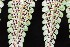  (Dryopteris wallichiana - AVM77)  @11 [ ] CreativeCommons-Atribution Non-commercial Share -Alike (2019) Rafael F. del Castillo Instituto Politécnico Nacional