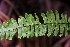  (Asplenium monanthes - AVM280)  @11 [ ] CreativeCommons-Atribution Non-commercial Share -Alike (2019) Rafael F. del Castillo Instituto Politécnico Nacional