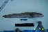  ( - Ber_106)  @12 [ ] No Rights Reserved (2008) Unspecified Institute of Marine Biology, Vladivostok