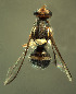  ( - BPC4259)  @11 [ ] Unspecified (default): All Rights Reserved  Bio-protection Research Centre Unspecified