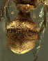  ( - BPC4263)  @13 [ ] Unspecified (default): All Rights Reserved  Bio-protection Research Centre Unspecified