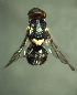  ( - BPC4368)  @14 [ ] Unspecified (default): All Rights Reserved  Bio-protection Research Centre Unspecified