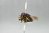  (Hemilucilia semidiaphana - QCAZI_121744)  @14 [ ] CreativeCommons - Attribution (2014) David A. Donoso and Emilia Moreno PUCE