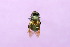  (Sericomyia ACS4339 - QCAZI_122034)  @12 [ ] Unspecified (default): All Rights Reserved (2014) David A. Donoso & Emilia Moreno PUCE
