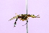  (Cerantichir - QCAZI_122060)  @13 [ ] CreativeCommons - Attribution (2014) David A. Donoso & Emilia Moreno PUCE