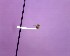  ( - QCAZI_122099)  @12 [ ] Unspecified (default): All Rights Reserved (2014) David A. Donoso and Emilia Moreno PUCE