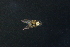  (Lispoides - QCAZI_220937)  @11 [ ] Unspecified (default): All Rights Reserved  Unspecified Unspecified