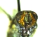 ( - QCAZI_235515)  @12 [ ] Unspecified (default): All Rights Reserved  Unspecified Unspecified