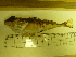  ( - Okh29)  @11 [ ] No Rights Reserved  Unspecified Unspecified