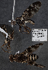  (Lenitovena - CSCAFFPSpecimen_19E162)  @11 [ ] Copyright (2023) Severyn Kornieiev California State Collection of Arthropods