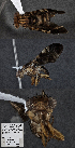  (Themara - CSCAFFPSpecimen_19E249)  @11 [ ] Copyright (2023) Severyn Kornieiev California State Collection of Arthropods
