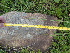  (Kniphofia - FFVCC233)  @11 [ ] nrr  Unspecified Unspecified